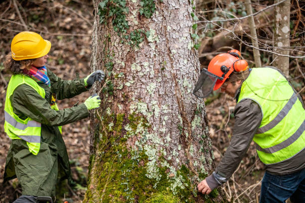 How Our Tree Care Process Works  in  Whiting, IN