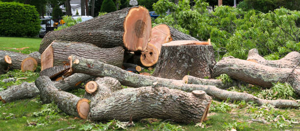 Best Emergency Tree Removal  in Whitg, IN